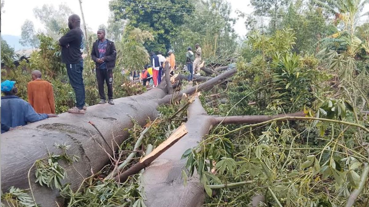 Three family members killed after tree falls on house in Kisumu