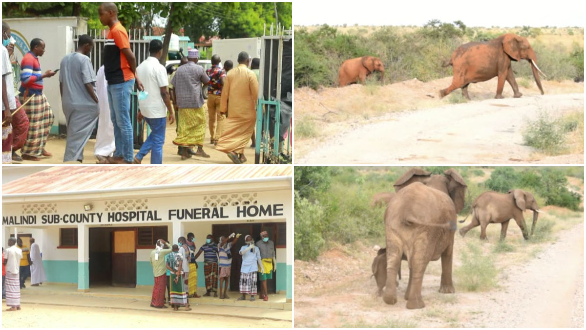 Grief, sorrow as man is trampled to death by marauding elephants in Kilifi
