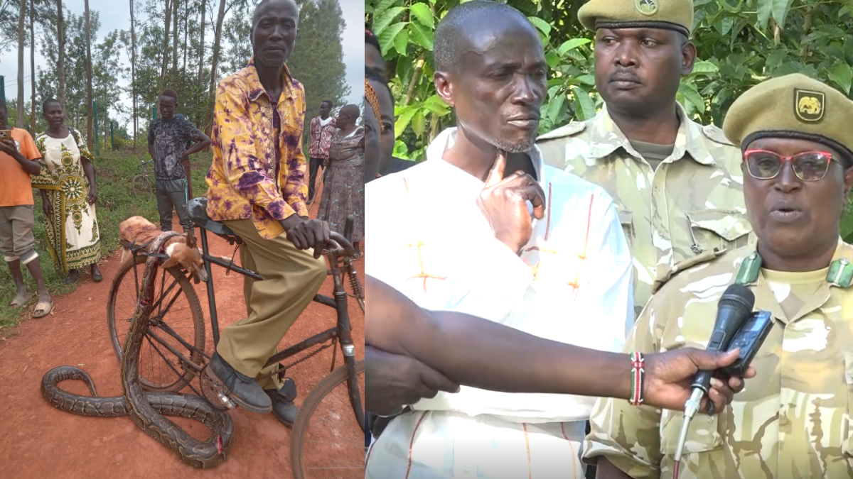 Man who killed python after dog attack in Ugunja to be compensated