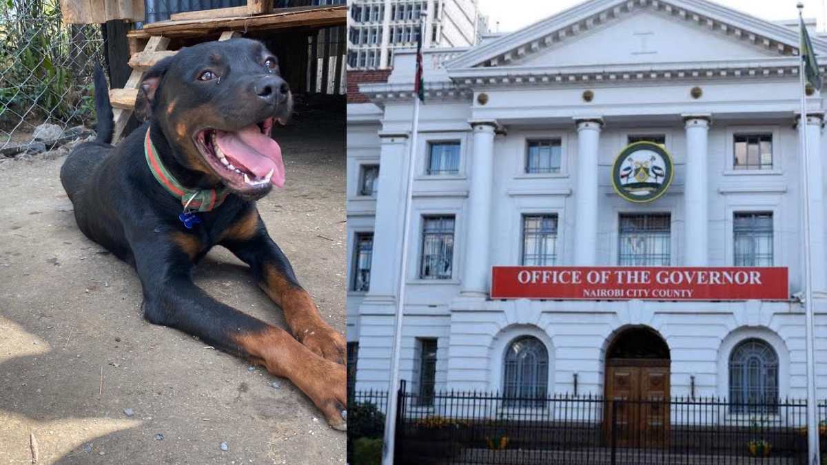 Nairobi launches largest-ever free rabies vaccination drive targeting 10,000 dogs and cats
