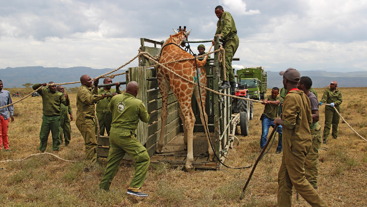 KWS relocates young giraffes to Nairobi in bid to boost genetic diversity