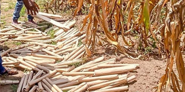 Police seize 243 rolls bhang in Kiisi county