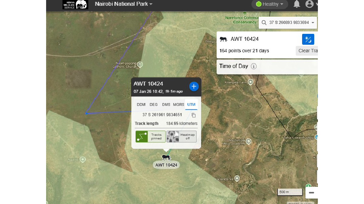 Two lions spotted in Kitengela as KWS launches recapture operation