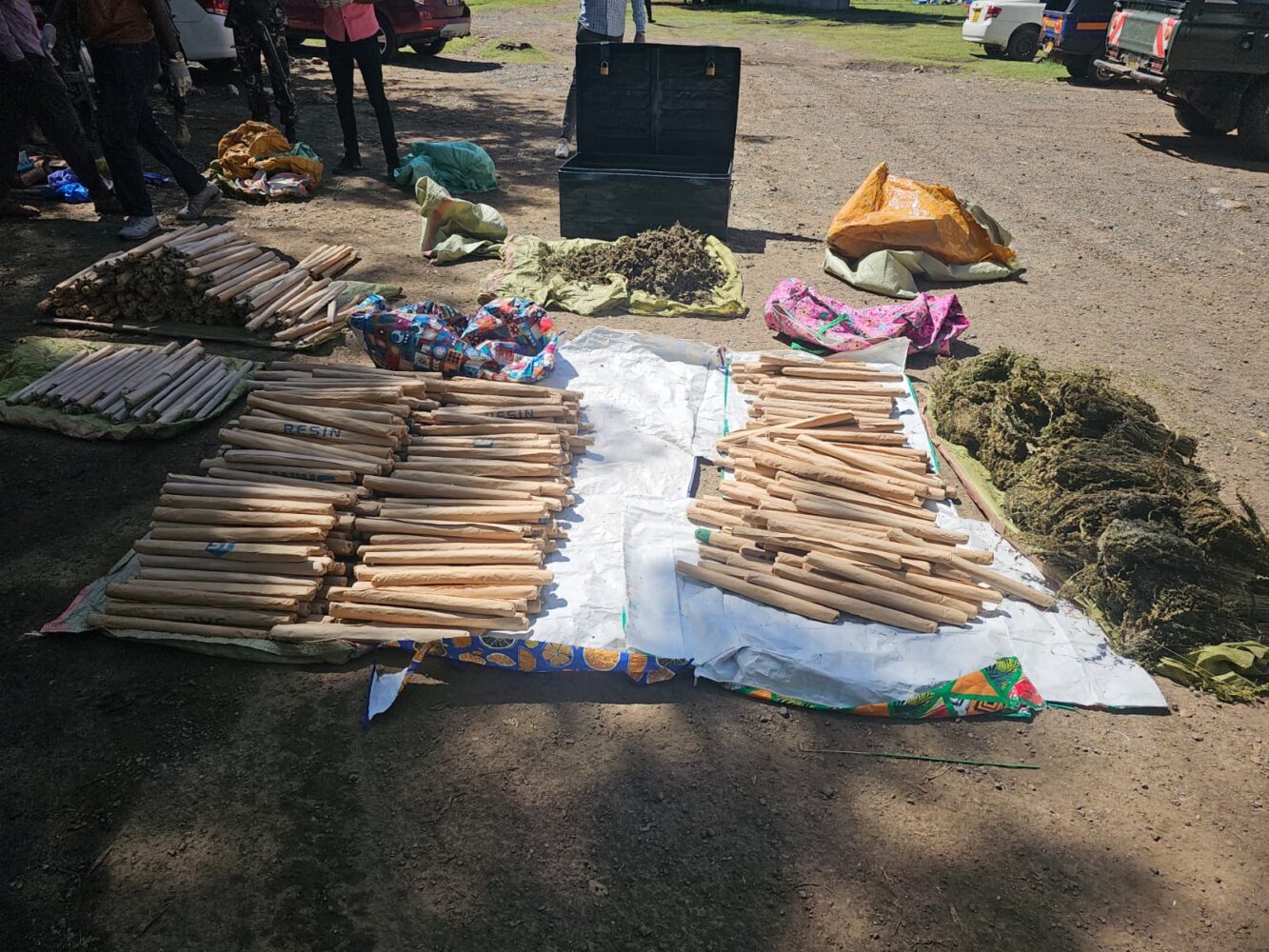 Notorious ‘hardcore’ trafficker arrested by NACADA, KSh4 million bhang seized near school in Ahero
