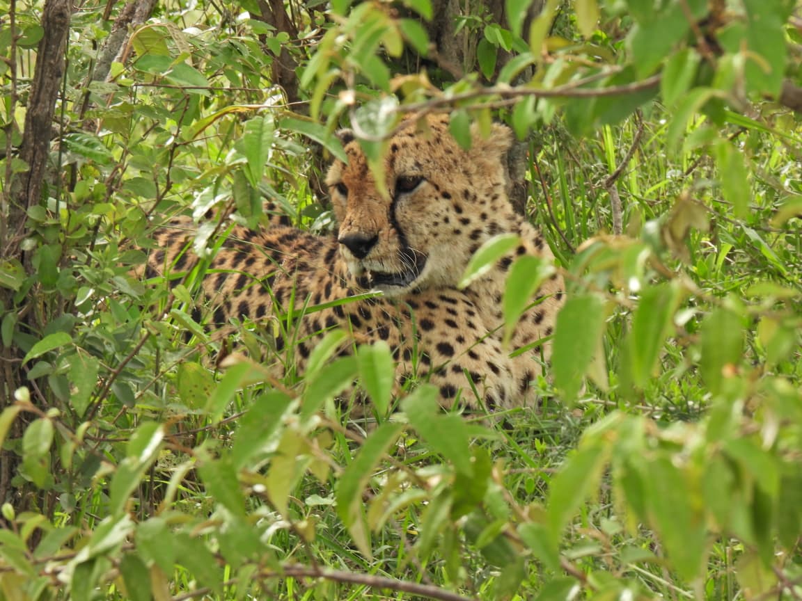 11-year-old limping cheetah rescued at Masai Mara