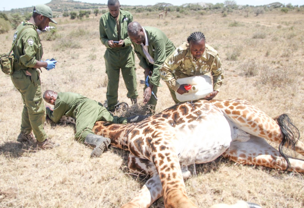 How a giraffe with deadly barbed wire snare around its neck was saved in Machakos