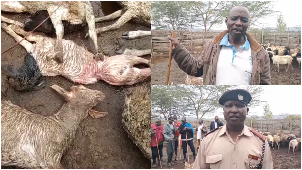Leopards kill 25 sheep in Kajiado night attack