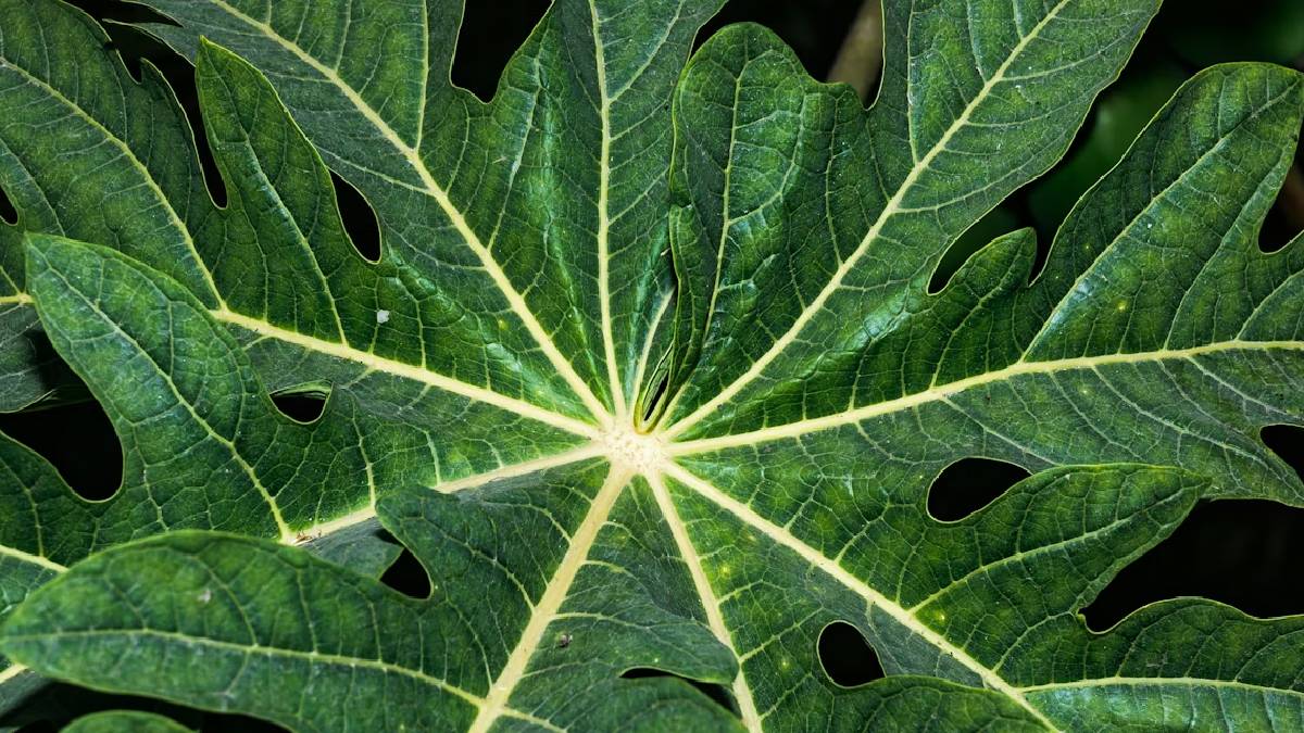 Medicinal plants support men’s health: Why this knowledge needs safeguarding