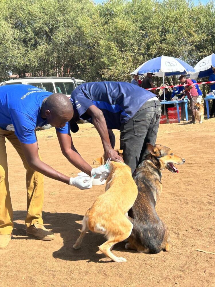 1,807 dogs, 477 cats and 134 donkeys vaccinated as Nairobi rabies campaign gains momentum