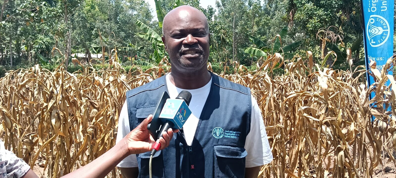 Fall armyworms blamed for massive crop losses across Kenya