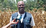 Fall armyworms blamed for massive crop losses across Kenya