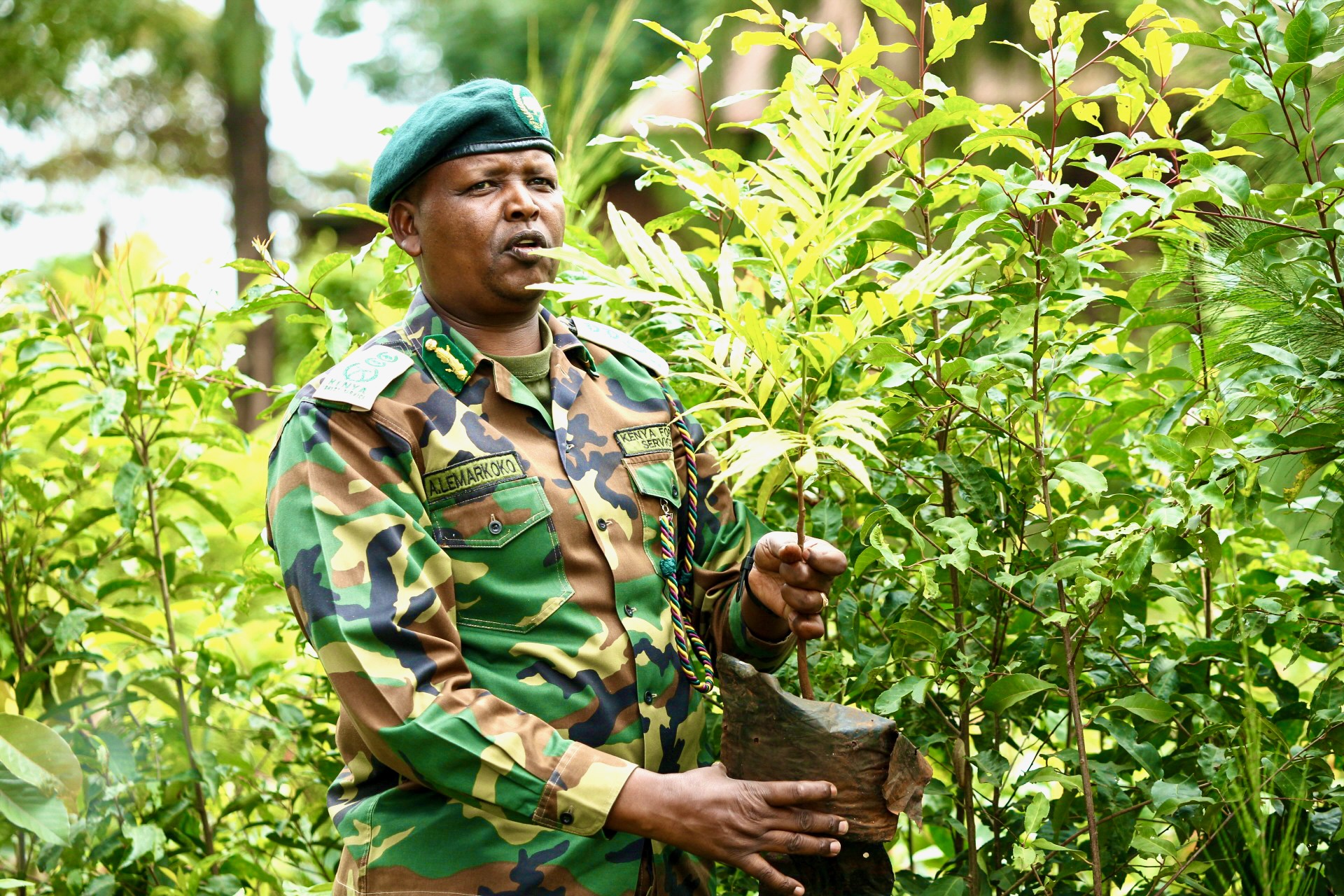 Kenya scales up seedling production as Kinale Nursery targets 8 million output