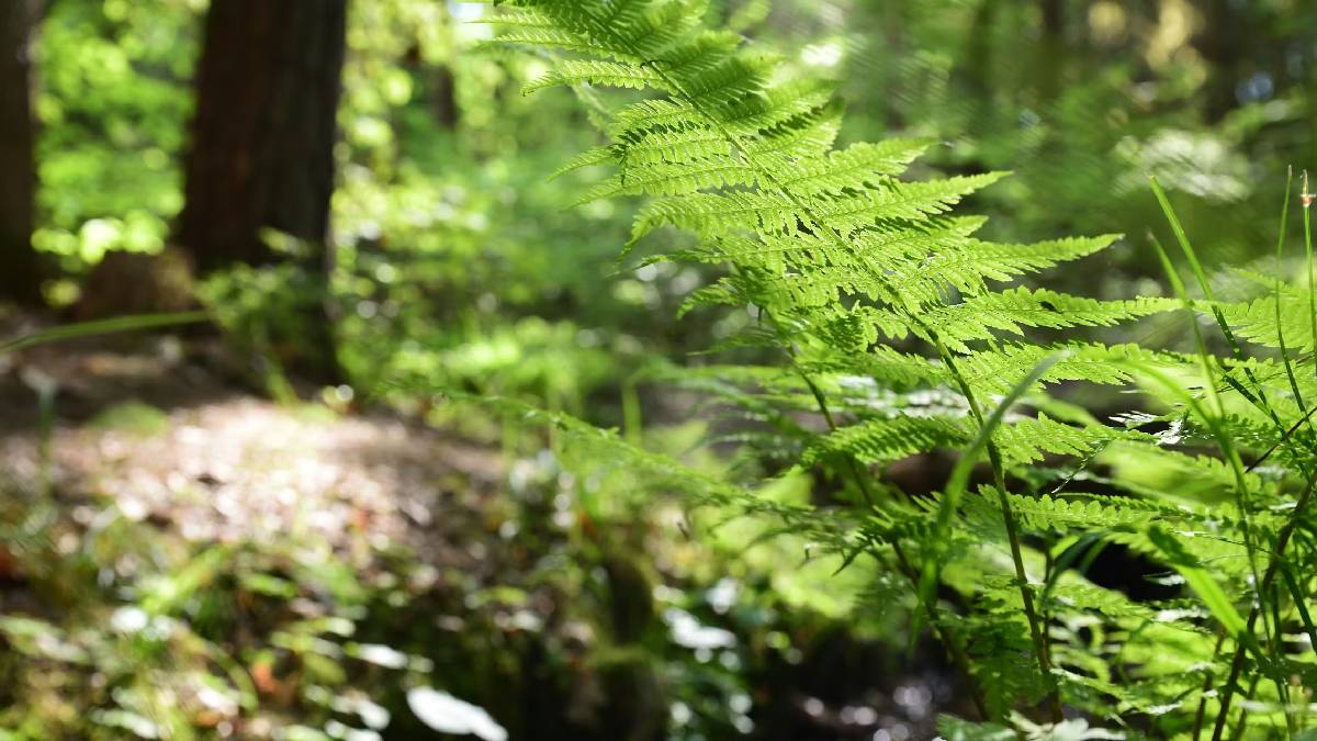 What was the very first plant in the world?