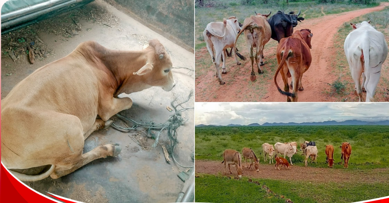 Livestock stolen from Meru County recoveed by multi-agency security team