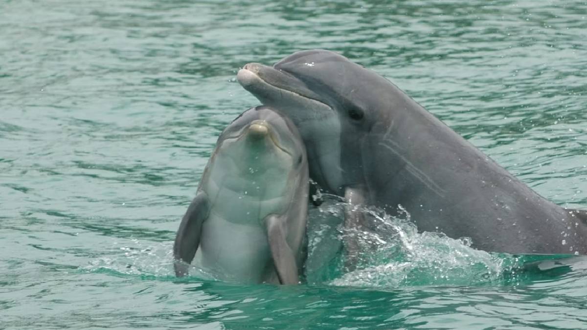 How dolphins communicate – new discoveries from a long‑term study in Sarasota, Florida