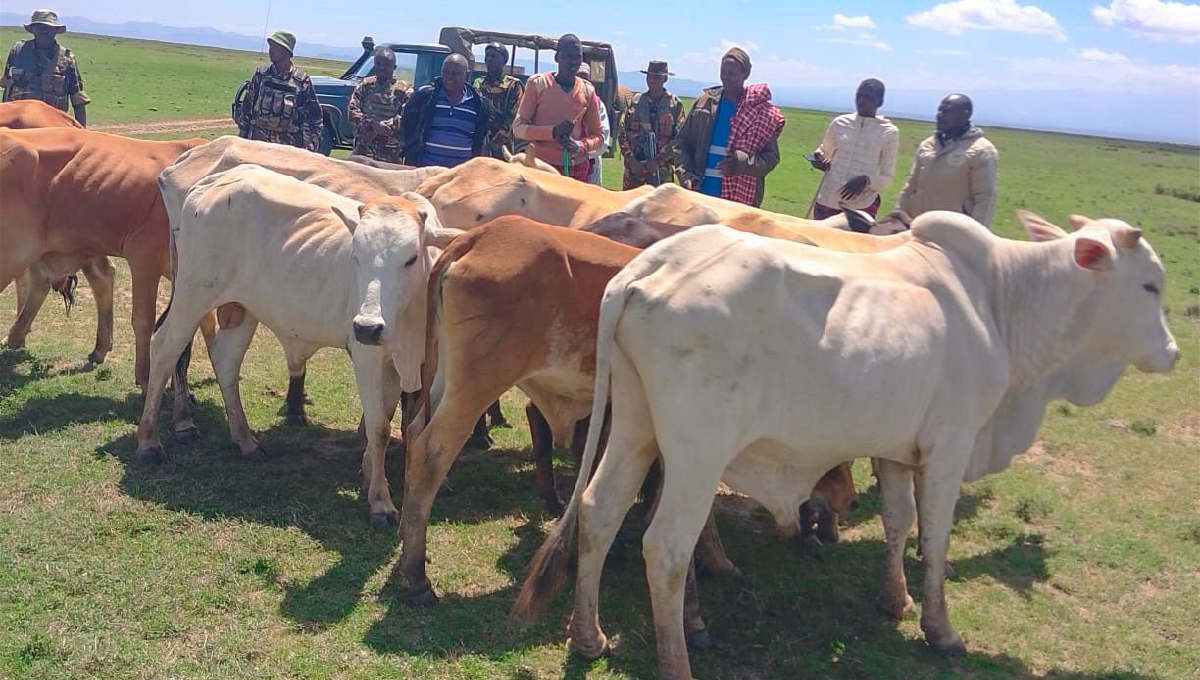 Police recover 13 stolen cows in Laikipia West, return them to rightful owners