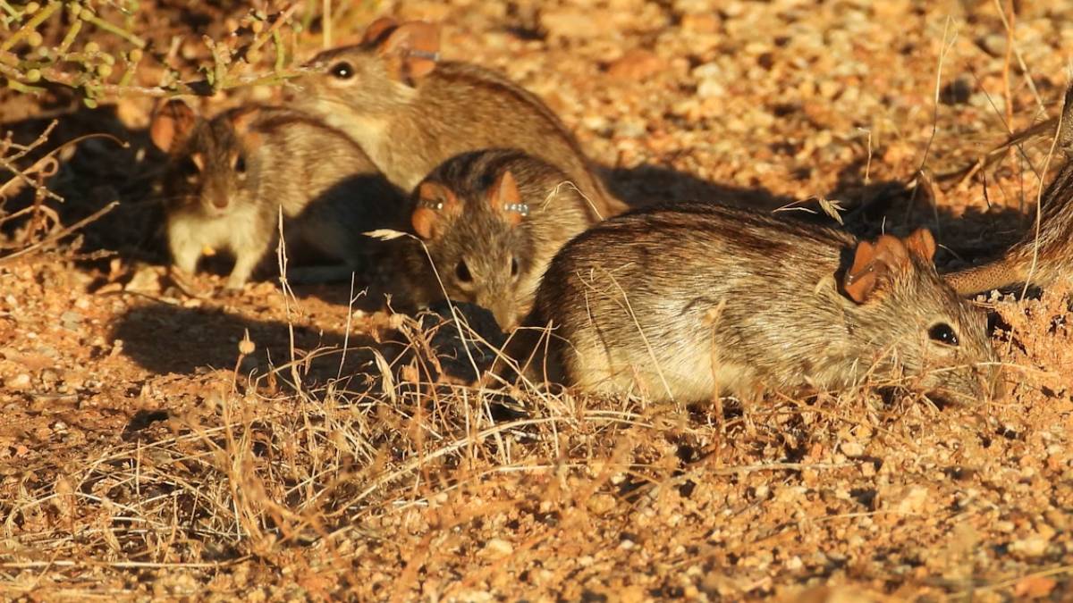 Striped mice survive harsh drought by slowing down and not getting stressed