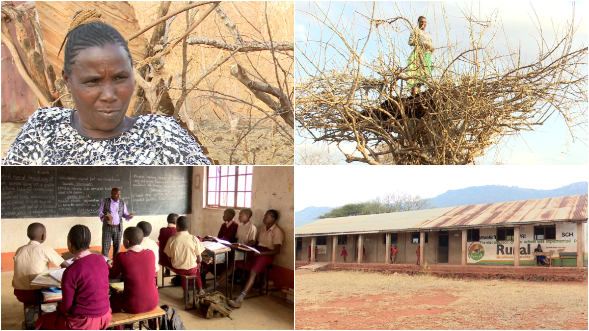 How residents of the quiet Sagalla Ward have devised ingenious ways of living with elephants