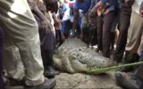 KWS safely capture rogue crocodile in Rarieda after years of deadly attacks