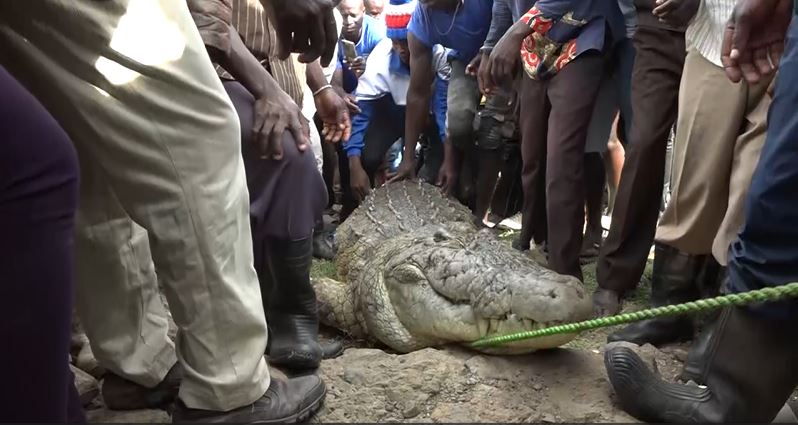 KWS safely capture rogue crocodile in Rarieda after years of deadly attacks
