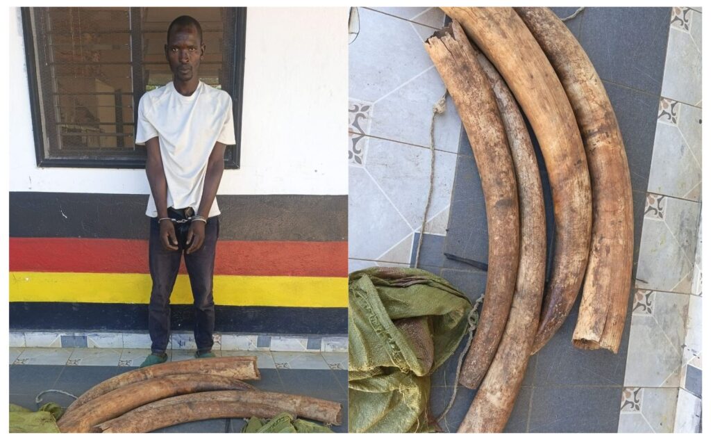 Suspected ivory trafficker arrested as police seize 39kg of elephant tusks in Lunga Lunga