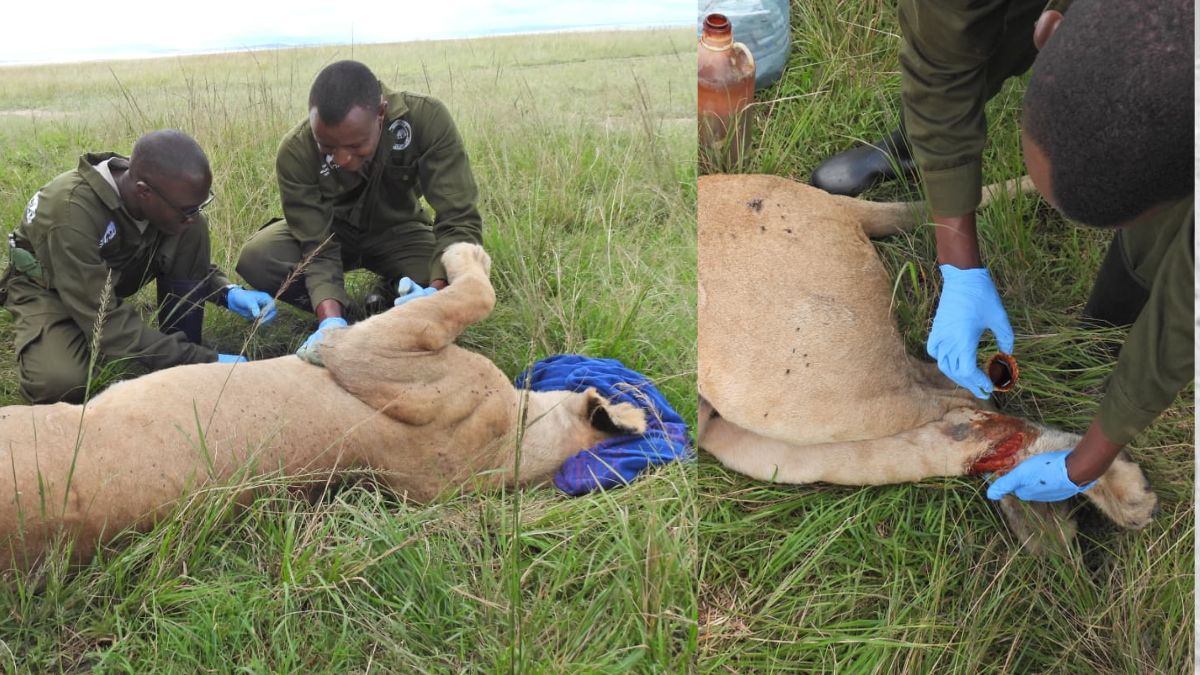 KWS officers rescue injured lioness at the Maasai Mara