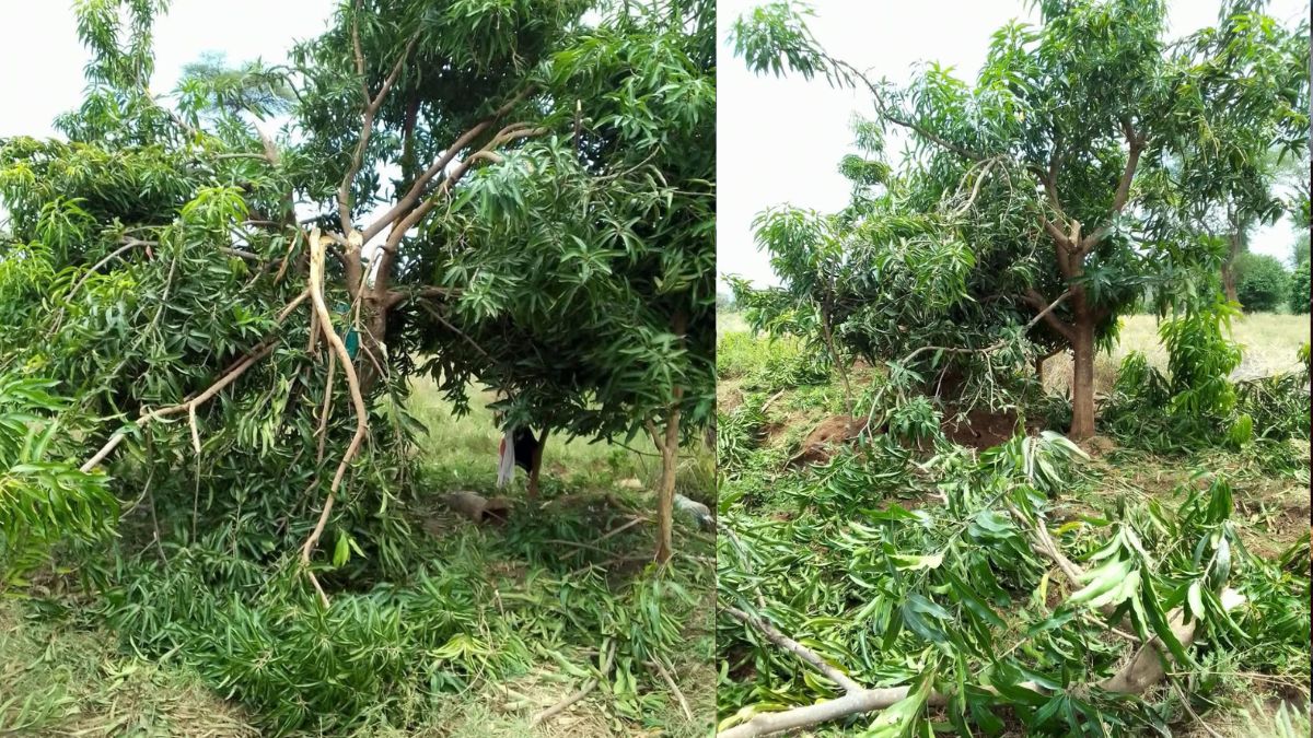 Farmers count losses after elephants raid mango farms in Kerio Valley