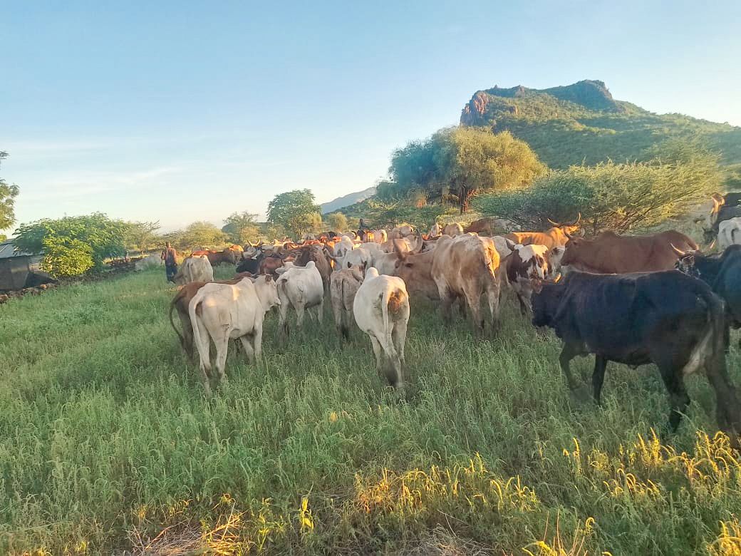 Security team recovers 149 stolen cattle in Tigania East operation