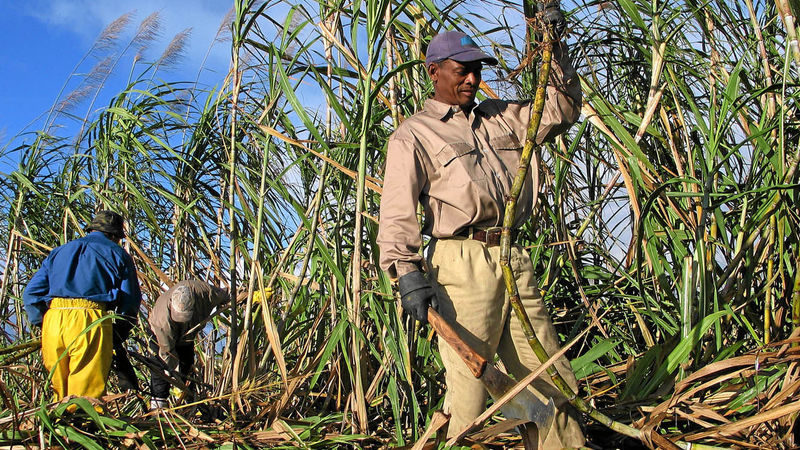 Why Kenya has revised sugarcane price from KSh5,750 to KSh5,500 per tonne