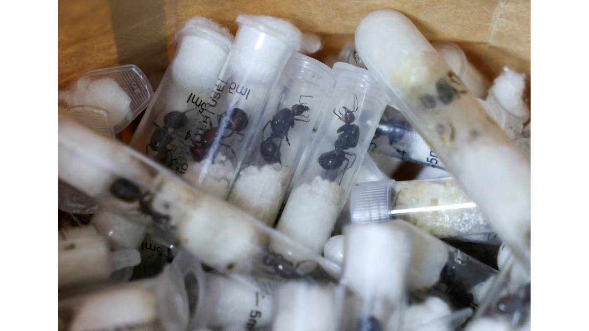 Seizure of 2,000 ants at JKIA highlights the hidden scale of insect trafficking