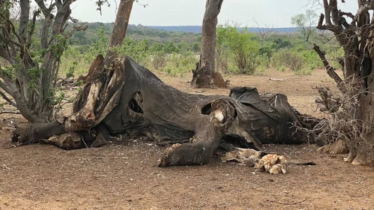 How to eat an elephant: fossil find in Tanzania shows oldest signs of butchering these giant mammals