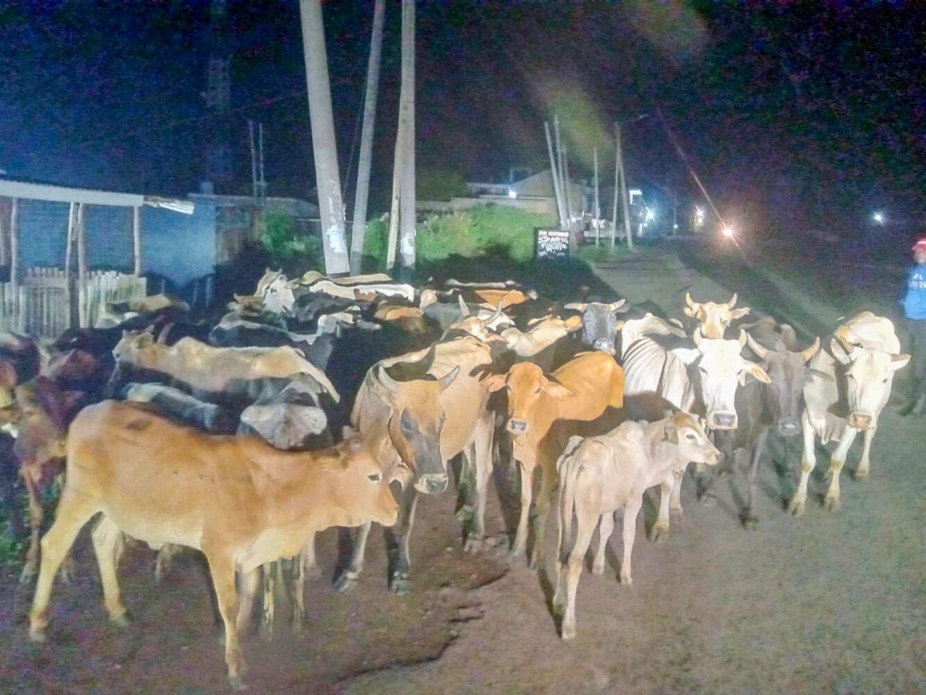 Police recover 56 stolen livestock in Meru as hunt for suspects intensifies