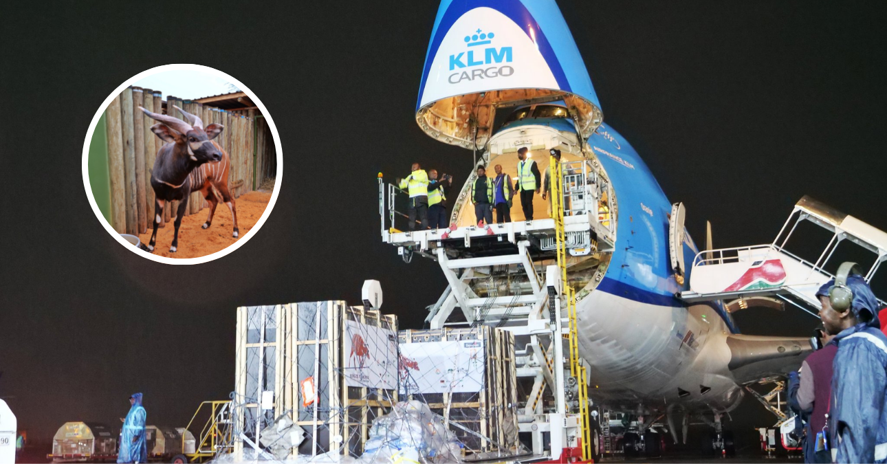 Four rare Mountain Bongos arrive home in Kenya