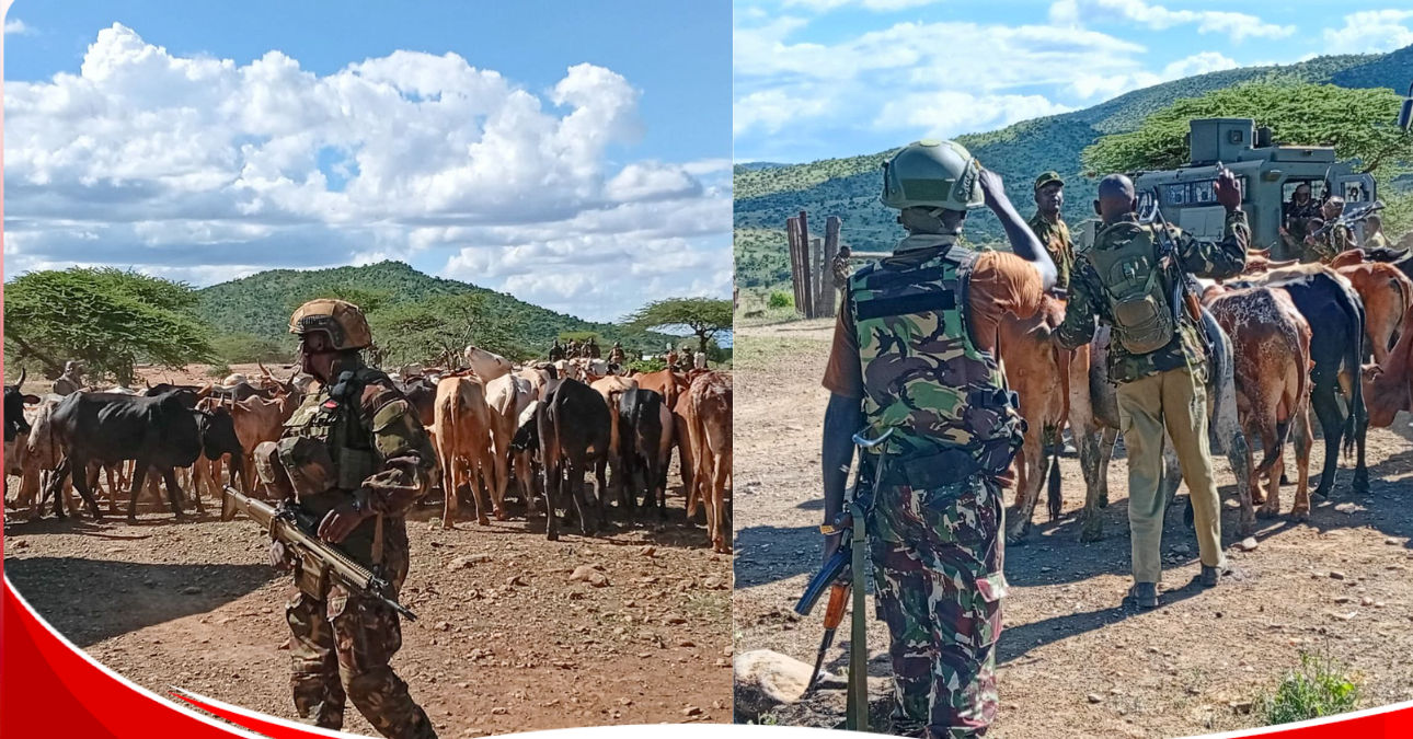 Multi-agency team recovers 115 stolen cattle in Laikipia, overpower bandits who ambushed them