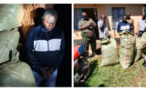 Notorious drug trafficker arrested in Butere as 155kg cannabis recovered