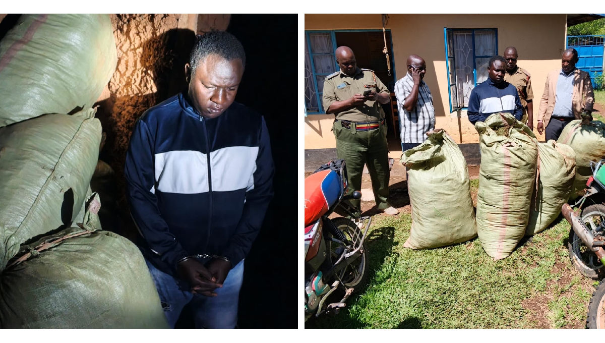 Notorious drug trafficker arrested in Butere as 155kg cannabis recovered