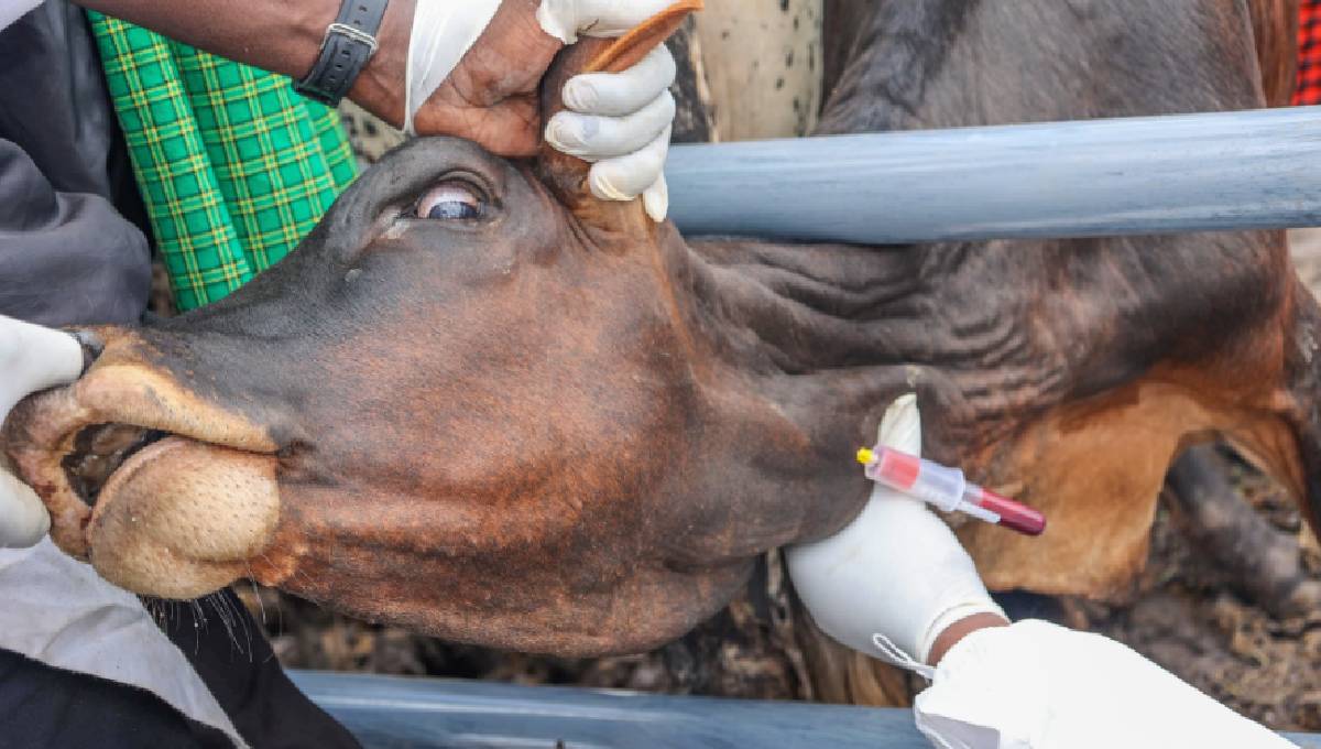 One dead after suspected Anthrax outbreak in Vihiga