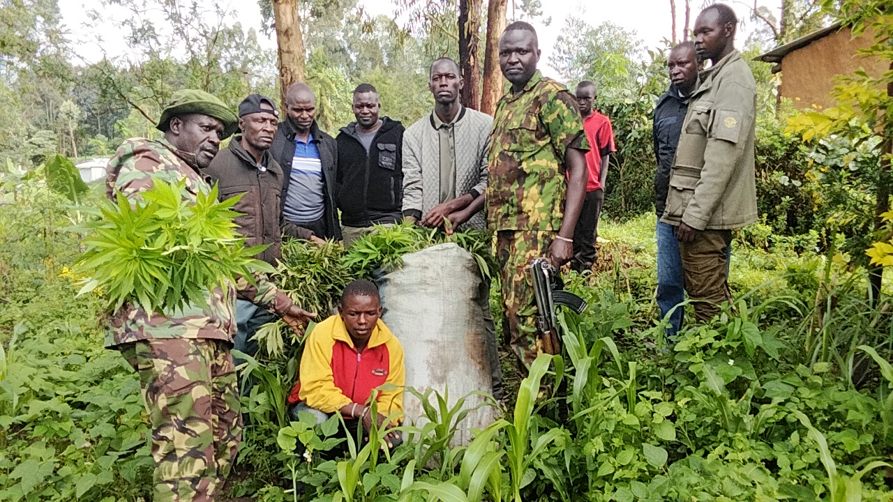 Photos: 22-year-old arrested as NACADA, police uproot two sacks of bhang in Trans Nzoia