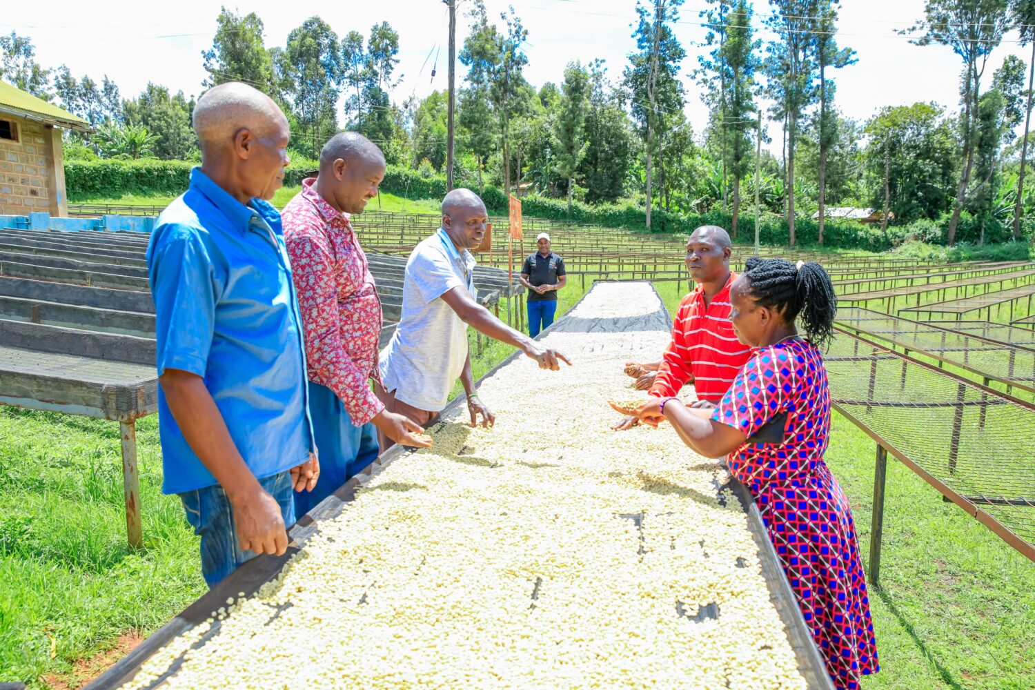 Kirinyaga coffee payout hits historic KSh7.4 billion as Waiguru pledges more support for farmers