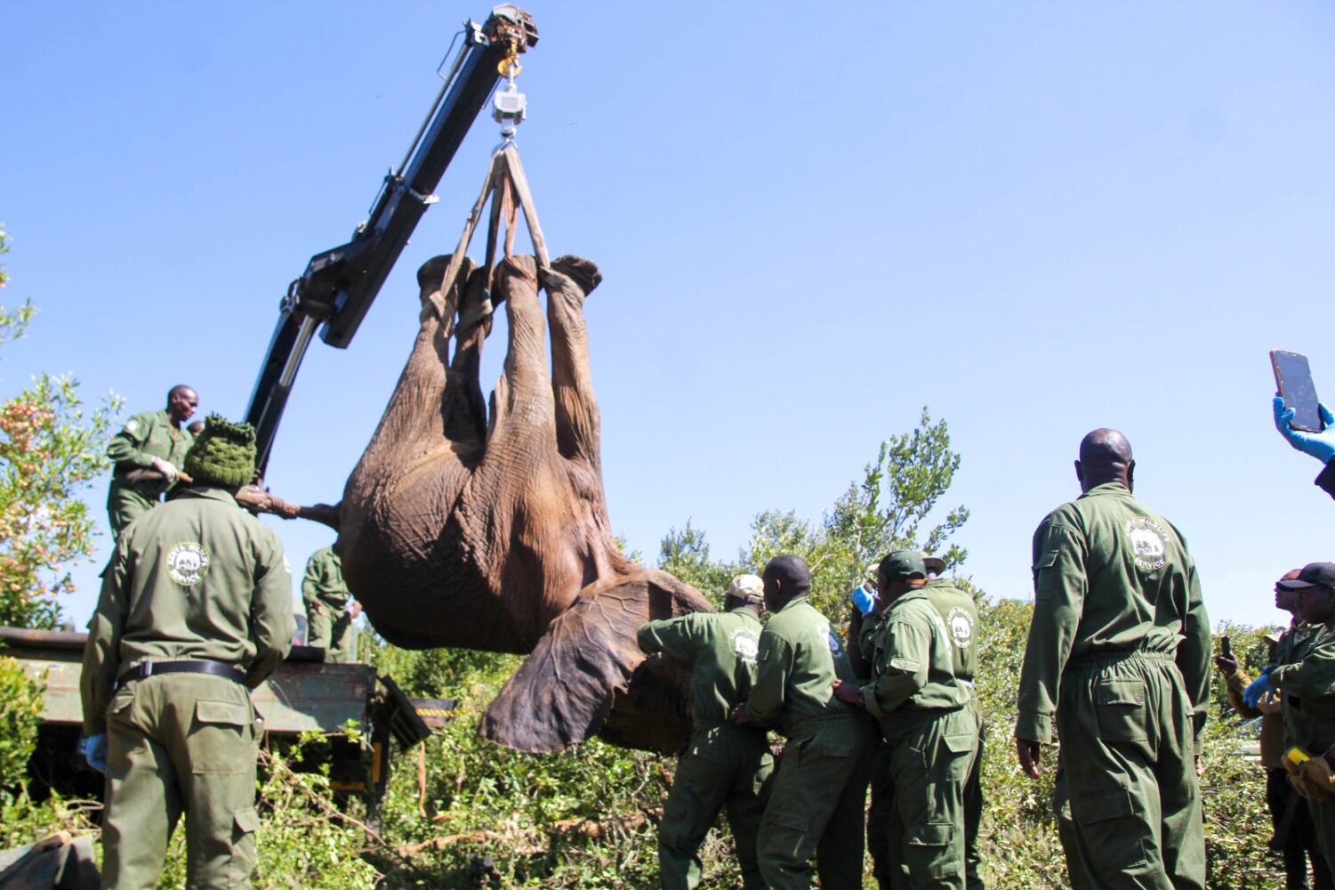 In photos: The translocation of more than 10 elephant bulls from conflict-prone areas in Laikipia