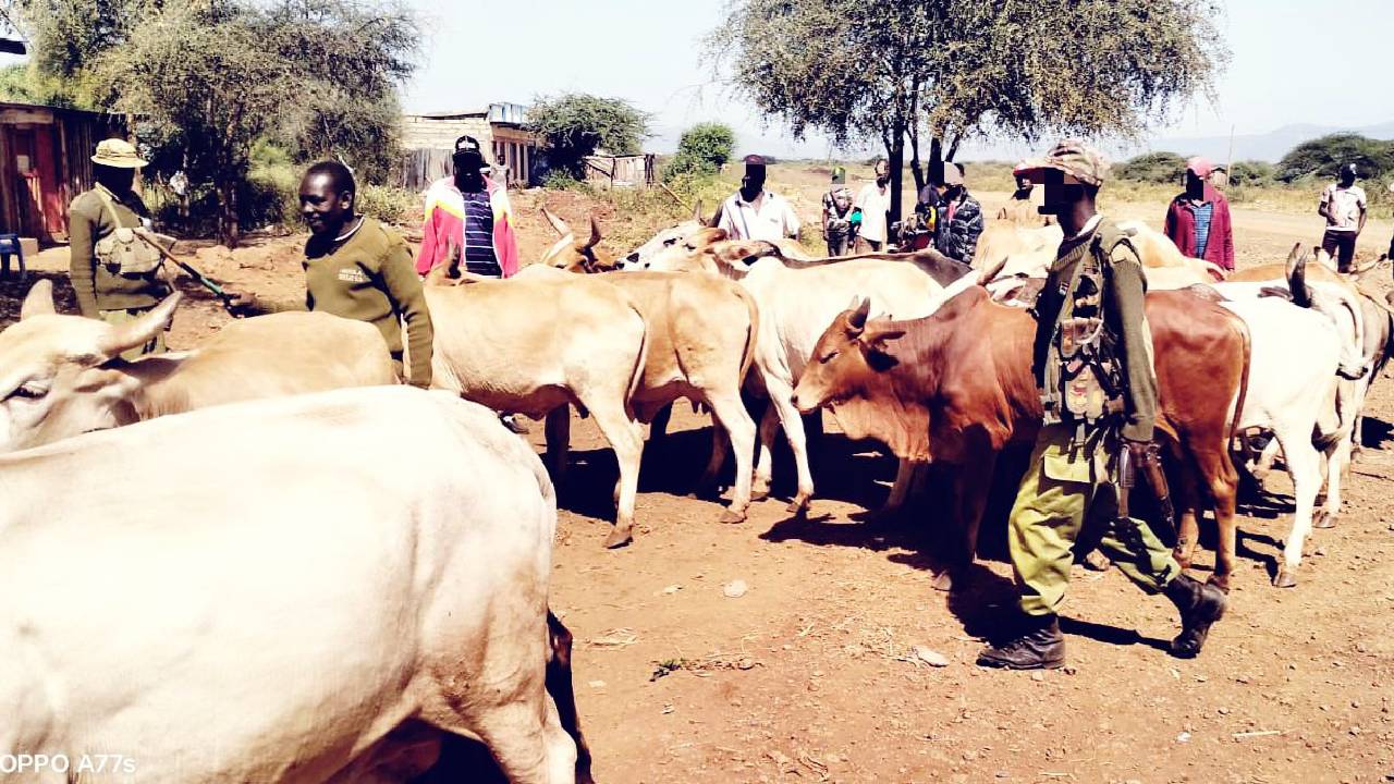 24 stolen livestock recovered after a fierce exchange of fire in Tigania