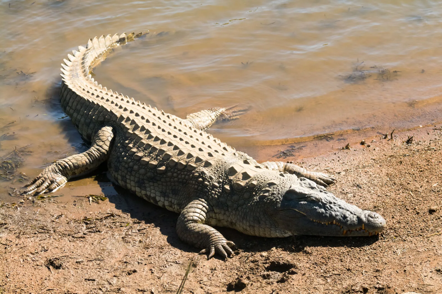 Tragic crocodile attack claims two lives in Mavindini, Makueni County