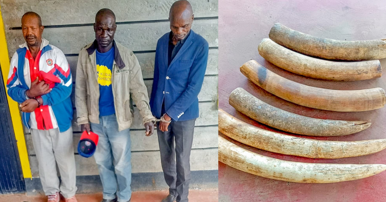 Three poaching suspects arrested in Laikipia with six elephant tusks