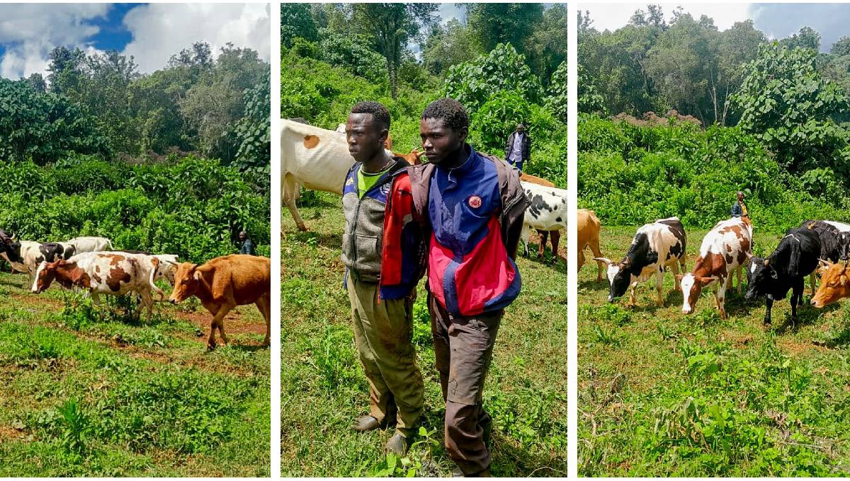 Police recover 12 stolen cattle, arrests two suspects in Bungoma