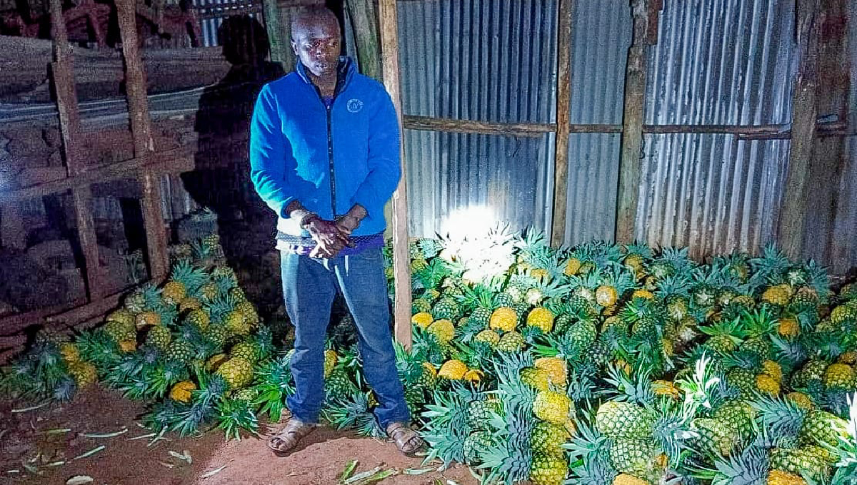 Suspected thief found with stolen pineapples in Murang’a
