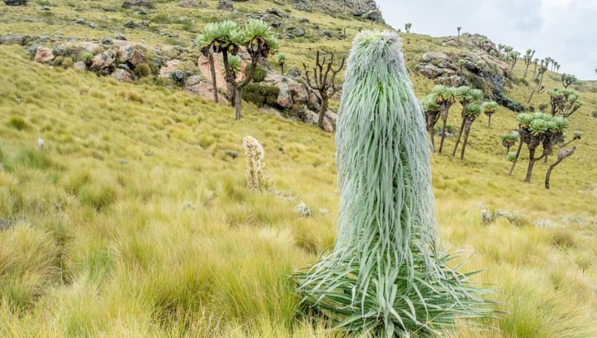 KWS investigates viral video allegedly showing destruction of Giant Lobelias