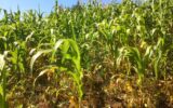 North Rift maize farmers face heavy losses as dry spell persists