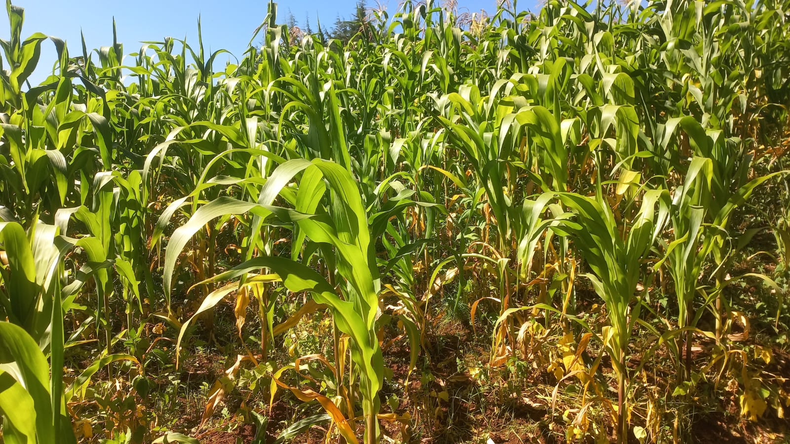 North Rift maize farmers face heavy losses as dry spell persists