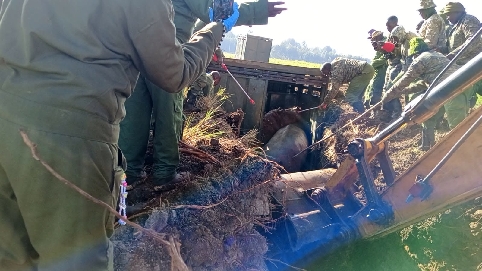Photos: After 19 days of patience, persistent and freezing nights, KWS team captures 12 hippos at Mukindu Dam