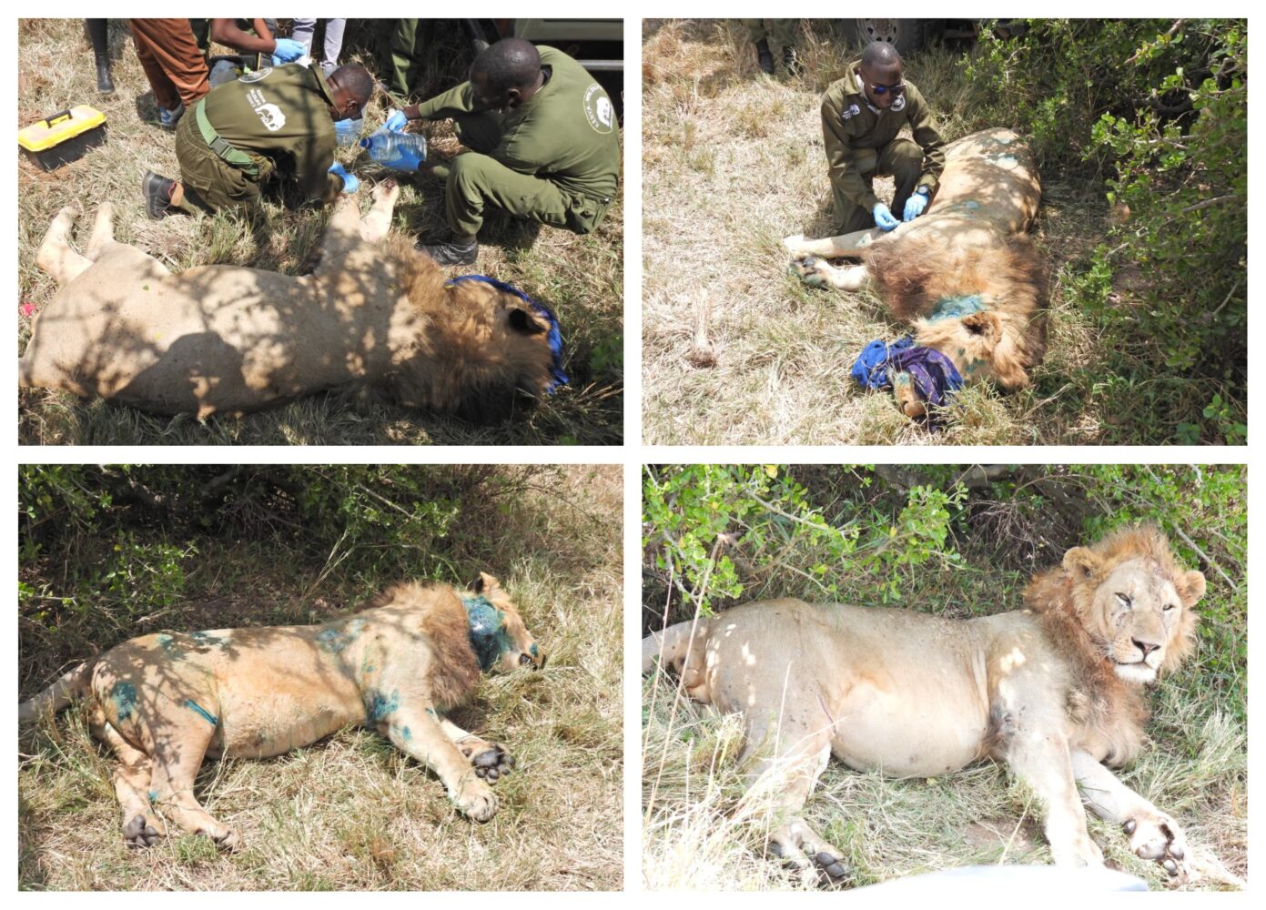 KWS treats injured Maasai Mara lion after buffalo attack